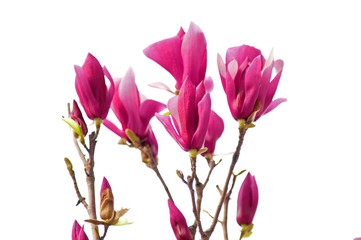 magnolia