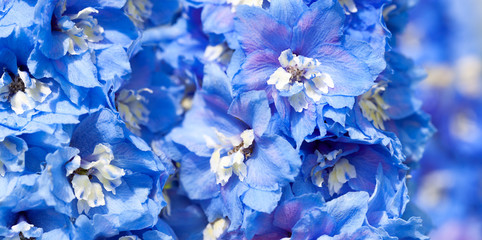 blue flowers of a delphinium close up macro
