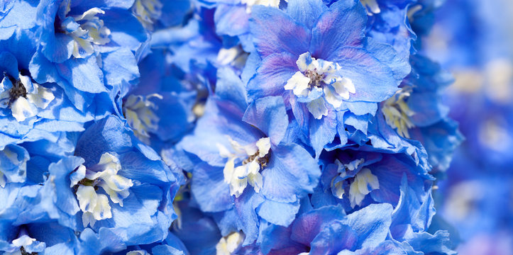 Fototapeta blue flowers of a delphinium close up macro