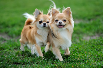 Two Longhair Chihuahua dog - obrazy, fototapety, plakaty