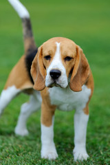 Close Beagle dog