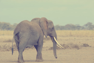 Fototapety  Dziki słoń afrykański. Efekt vintage