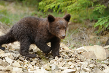 Fototapeta premium Brown bear cub
