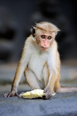 Monkey in the living nature