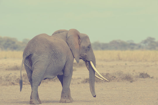 Wild african elephant. Vintage effect