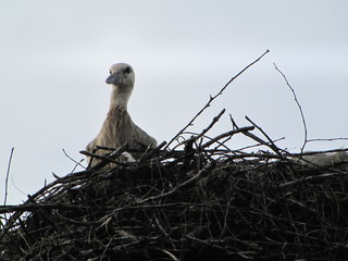 małe bocianiątka © batyskaf