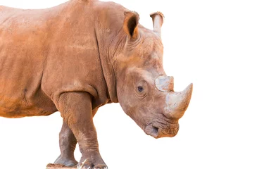 Papier Peint photo Lavable Rhinocéros gros rhinocéros isolé