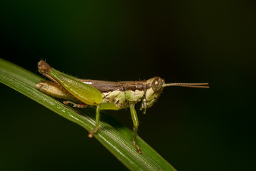 Meadow Grasshopper (Chorthippus parallelus)