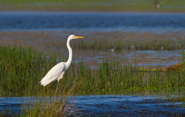 Great Egret in wetland