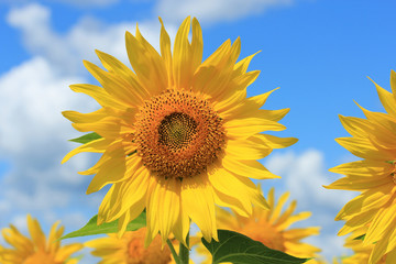 sunflowers © sosnytskyi