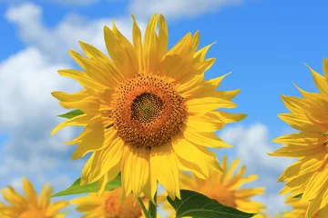 Wandcirkels plexiglas sunflowers © sosnytskyi