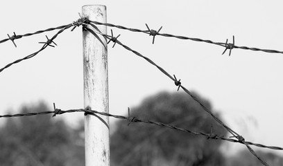 barbed wire black and white