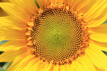 Fototapeta premium sunflowers