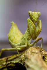 Macro image of an insect Praying mantis