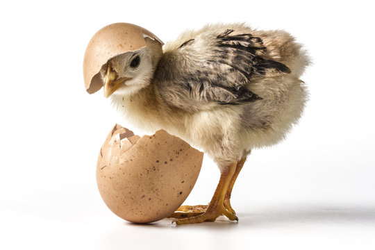 Egg On Chicken