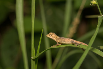Brown baby native lizard or chameleon on the grass.