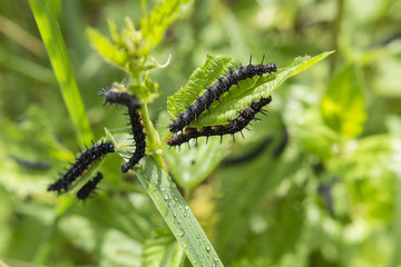 Caterpillar butterfly Peacock eye.