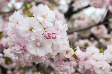 Cherry Blossom with nature background.