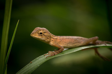 Brown baby native lizard or chameleon on the grass.