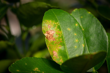 Canker is a disease plant found in citrus plants.
