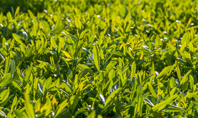 Hedge closeup