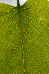 Leaf texture