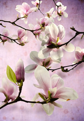 kwiaty magnolii - obrazy, fototapety, plakaty