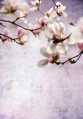 kwiaty magnolii - obrazy, fototapety, plakaty