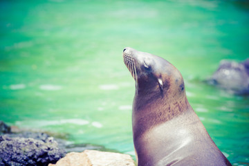 Obraz premium アシカ