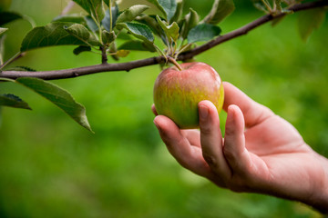 Gardener hand picking green apple