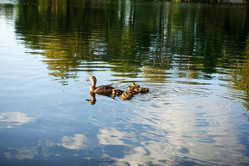 Duck with ducklings swimming on the river