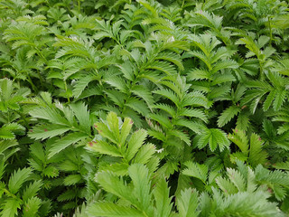 Gaensefingerkraut; Potentilla, anserina