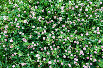 Fototapeta premium Blooming clover