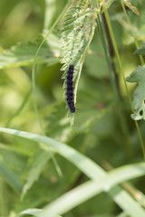 Caterpillar butterfly Peacock eye.