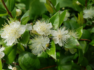 Myrte; Myrtus, communis; Balsam; Myrtenstrauch