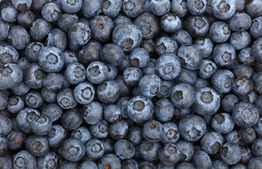 Background of fresh blueberry