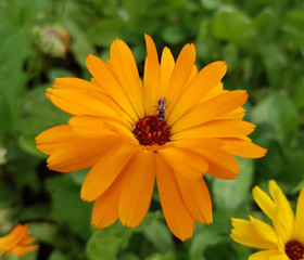 Ringelblume; Calendula, Officinalis, Heilpflanze