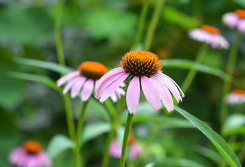 Obraz premium Echinacea purpurea and purple coneflowers flower bed with copy space. Echinacea purpurea (Asteraceae) is a perennial medicinal herb with important immunostimulatory and anti-inflammatory properties.