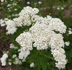 Schafgarbe; Achillea; millefolium