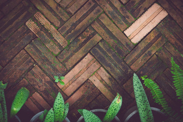Red brick floor and plants vintage color