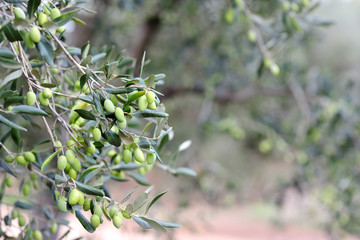Detail of olive tree branch