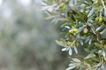 Branche d& 39 un olivier