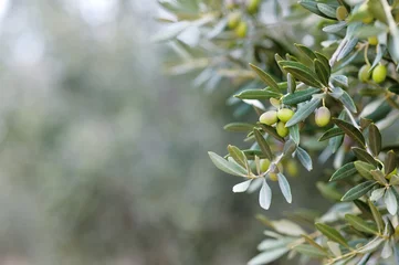Deurstickers Olijfboom Tak van een olijfboom
