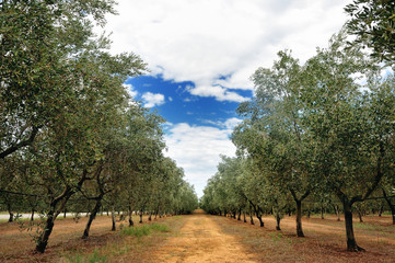Olivenbäume reihen sich an einem bewölkten Sommertag in der Toskana, Toskana, Italien?