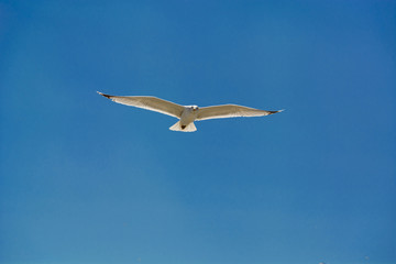 Sea gull in flight on a blue high sky