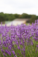 Lavender flowers in summer