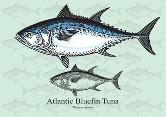 Fototapeta premium Atlantic Bluefin Tuna - vector illustration