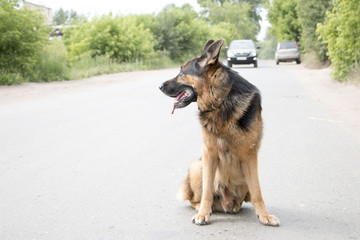 German shepherd dog is on a road in a summer day
