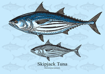 Obraz premium Skipjack Tuna - vector illustration