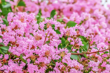 サルスベリの花